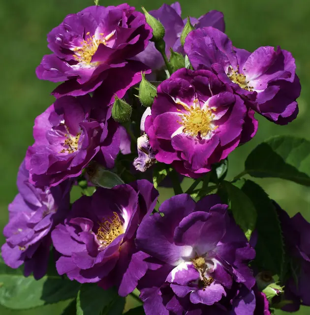 eine Rose mit aussergewöhnlicher Farbe