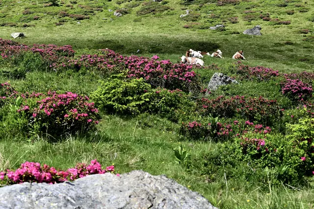 Im Herzen der Menschen lebt das Schauspiel der Natur; um es zu Sehen, muss man es fühlen!
(Jean -Jacques Rousseau)