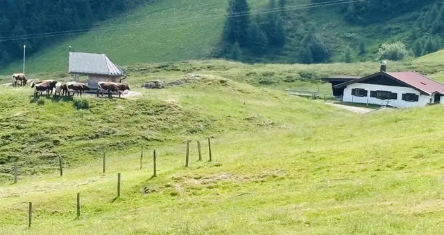 Vierbeiniger Kapellen-Besuch (Kammerkör-Alm, Steinplatte) | Foto: Klaus Kogler