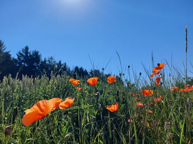 Dieser Schnappschuss mit den von der Sonne erleuchteten Mohnblumen gelang in Neusarling und vermittelt Sommerfeeling.