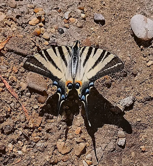 Foto: Erwin Peschka