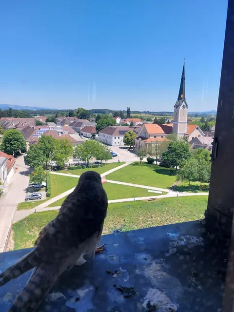 Wie der Herr über das Schloss Ulmerfeld thront dieser Turmfalke am Turmfenster und hat sowohl die derzeitige Ausstellung "Am Fluss – Die Ybbs als Lebensader und Kraftquelle" als auch die Fotoausstellung „dunkle wege / dunkle gedanken“ von Dieter Bornemann im Auge.
