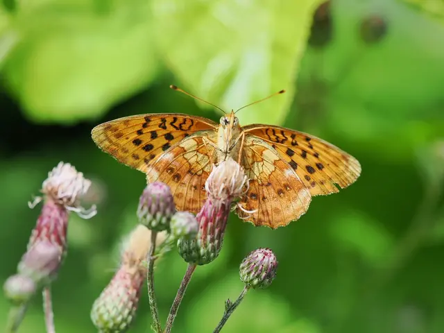 Dieser schöne Falter ist im Sommer an Waldrändern anzutreffen, hier bei St.Veit a.d.Triesting. | Foto: Anton Kroh