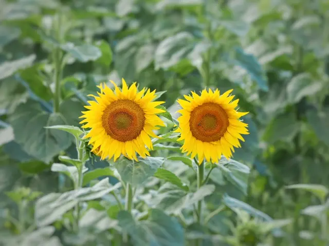 Sonnenblumenfeld bei Lindabrunn | Foto: Anton Kroh