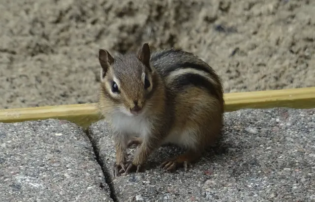 Schöne Grüße aus den USA: Chipmunk / Streifenhörnchen