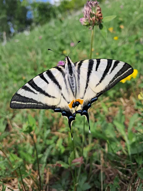 Segelfalter
Iphiclides podalirius
Der Segelfalter ist ein Schmetterling aus der Familie der Ritterfalter. Seine charakteristische Flügelform ermöglicht es ihm, lange Strecken zu fliegen, ohne viel Energie zu verbrauchen.
