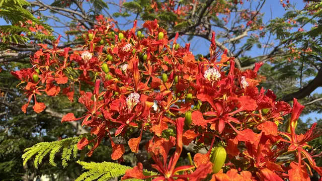 Schöne Grüße aus den USA: Flametree Flamboyant