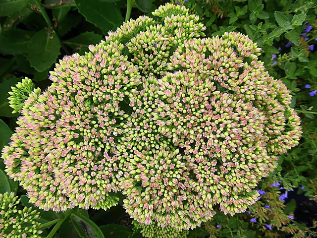 FETTHENNE: Pflegeleichter Blütenzauber im Garten🌿