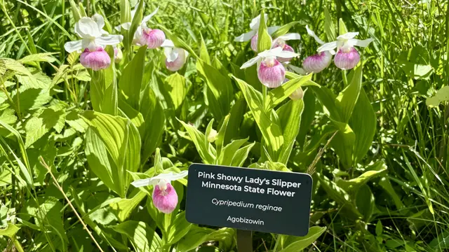 Schöne Grüße aus den USA: Lady's Slipper / Frauenschuh