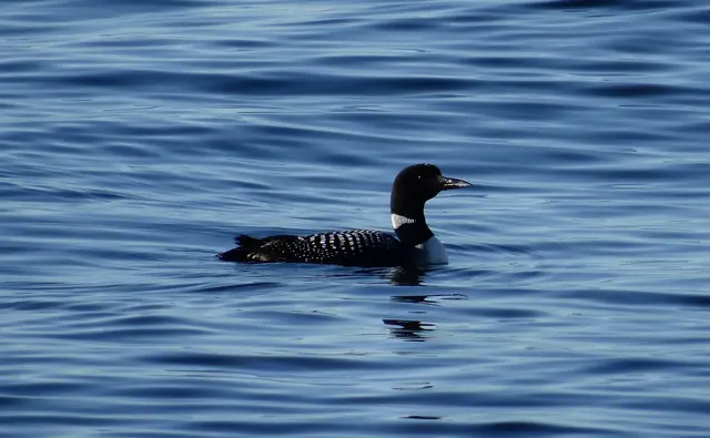 Schöne Grüße aus den USA: Loon (Eistaucher); Wappenvogel von Minnesota