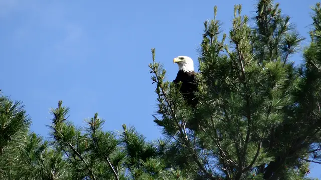 Schöne Grüße aus den USA: Bald Eagle / Weißkopfseeadler
