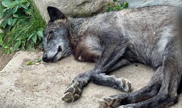 Schöne Grüße aus den USA: Hautnah am Wolf in Ely/MN