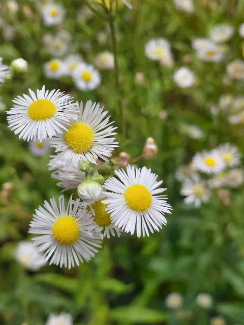 Was für ein eigenwilliger Name für die schöne Pflanze. | Foto: H.Bachinger