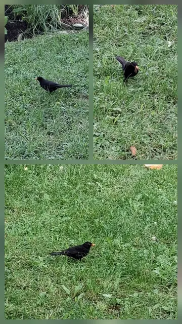 Eine Amsel im Gras, 3 mal forografiert