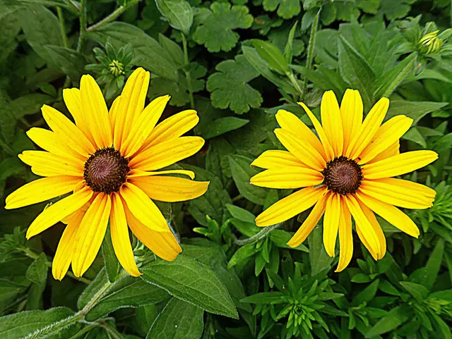 Wünsche Euch einen schönen Sonntag🌻 Sonnenhut 🌻