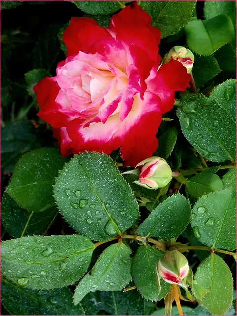 Sonntagsrose  😉