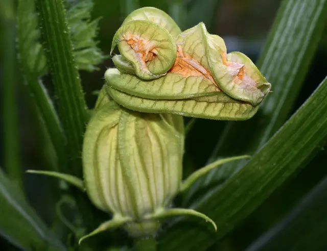 ....der Natur, kurz vor der Entfaltung, Zucchiniblüte
