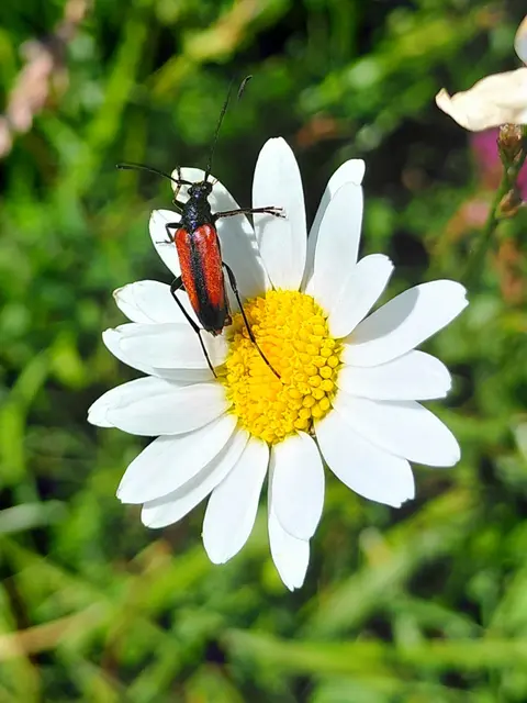 Foto: H.Bachinger