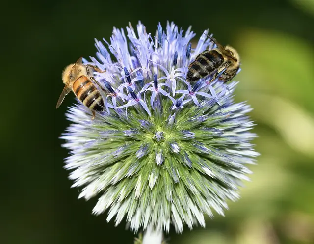 Kugeldistel