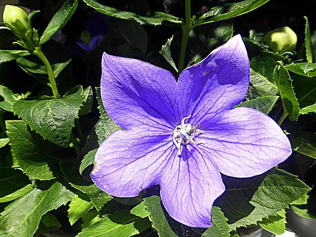 Wünsche Euch eine schöne neue Woche💙Ballonblume  💙