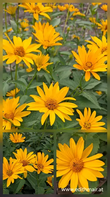 Strauch mit großen, gelben, ovalblättrigen Blüten.