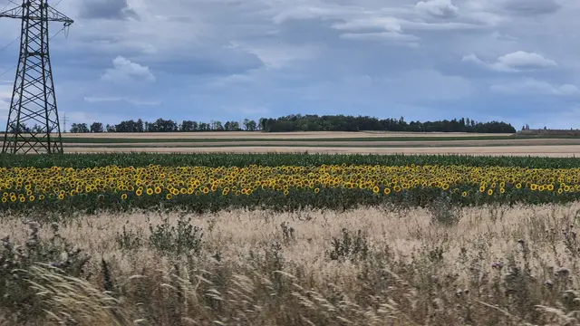 12.07.2026 Straßenrand, Sonnenblumen und abgeerntete Felder im Waldviertel ...