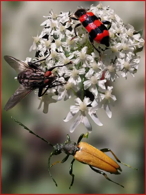 Foto: H.Bachinger