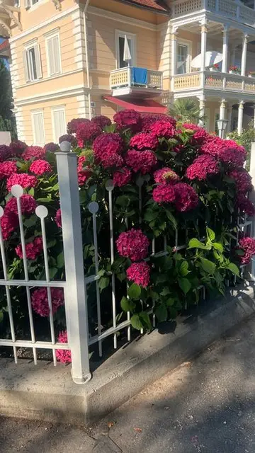 Ein üppiges Blühen in den Gärten der Villen am Wörthersee!