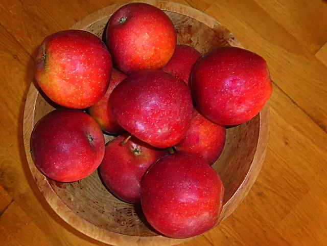 Beiß nicht gleich in jeden Apfel
Er könnte sauer sein
Denn auf rote Apfelbäckchen
Fällt man leicht herein
Küss nicht jedes schöne Mädchen
Das kann gefährlich sein
Denn auf rote Apfelbäckchen
Fällt man leicht herein.
(Wencke Myhre)