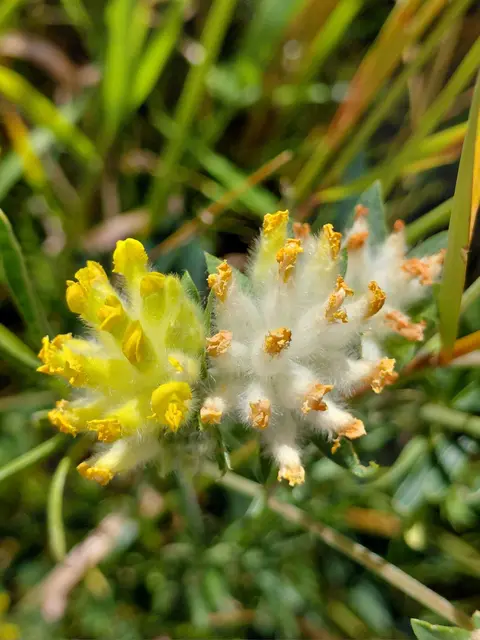 Ich wünsche allen Regionautenfreunden ein angenehmes Wochenende!

Echter Wundklee, Gemeiner Wundklee, Gewöhnlicher Wundklee oder Tannenklee (Anthyllis vulneraria) ist eine Pflanzenart aus der Gattung Wundklee (Anthyllis). Auch der volkstümliche Name Wundklee bzw. „Wundkraut“ verweist auf die Verwendung in der Volksmedizin zur Heilung von Wunden und als Hustenmittel. Wikipedia  | Foto: H.Bachinger