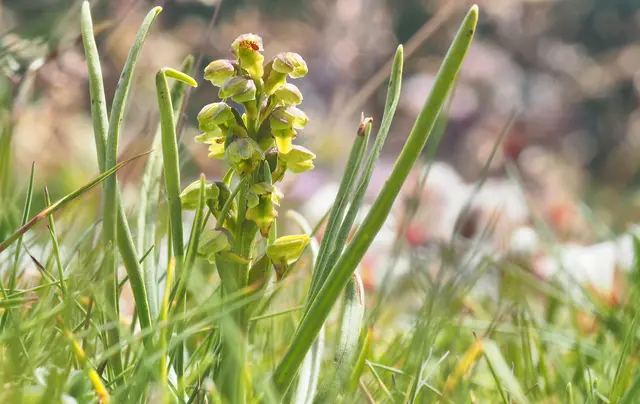 Der Zwergstendel (Chamorchis alpina), auch als Zwerg-Knabenkraut bekannt, ist die einzige Art der Gattung Chamorchis und gehört zur Familie der Orchideen. Die zierliche und eher unscheinbare Pflanze besiedelt vor allem die hochalpine Höhenstufe. Aufgrund ihrer geringen Wuchshöhe und ihrer unauffälligen Blüten ist sie in ihrem natürlichen Lebensraum nur schwer zu entdecken. Fundort Rax NÖ