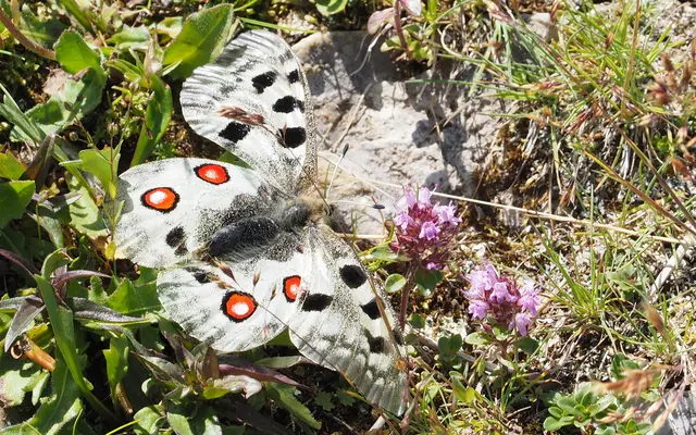 Der Apollofalter (Parnassius apollo) gehört zur Familie der Ritterfalter und steht in vielen Ländern unter strengem Schutz. Die Raupen ernähren sich fast ausschließlich von Fetthennen (Sedum-Arten).