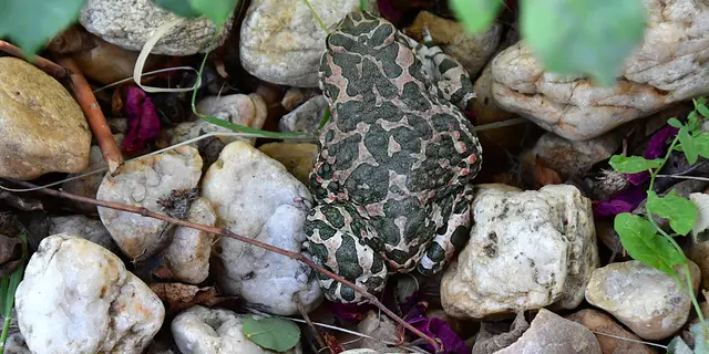 Gefällt mir


Die Wechselkröte (Bufotes viridis) ist eine in Österreich gefährdete Amphibienart, die vor allem in den trockenen Tieflagen Ostösterreichs lebt und auf temporäre Kleingewässer angewiesen ist.