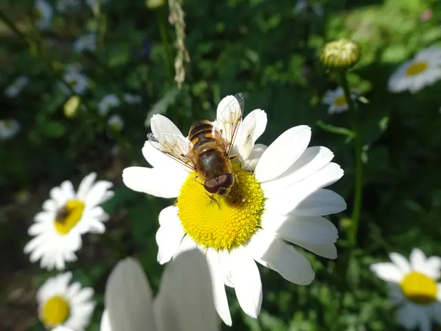 Im Sommer am Sonnwendstein ...
&gt;&gt;&gt; Foto aus meiner  Bilddoku "Auf dem Gipfel des Sonnwendsteins (2) "  | Foto: © Silvia Plischek