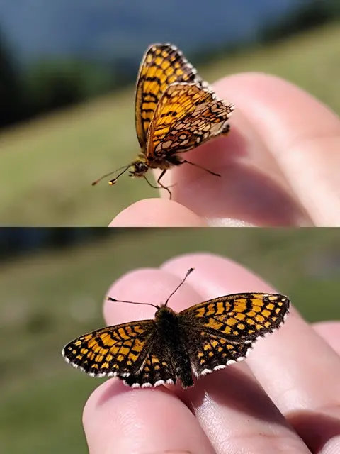 Bei einer Wander-Pause setzte sich der Schmetterling auf meine Hand und wollte gar nicht mehr weg.