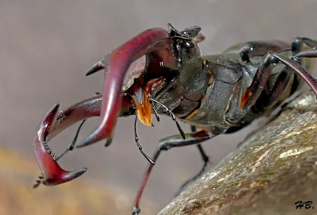 Der Hirschkäfer. Männchen werden etwa 6 bis 9 Zentimeter lang. Lecken vorwiegend ihre Nahrung -- Zunge in orange zu sehen.