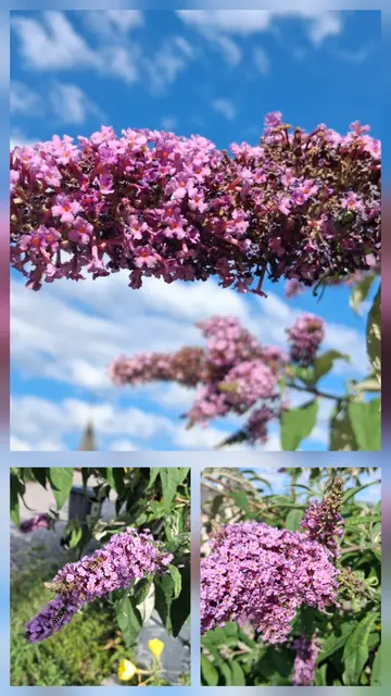 Collage aus drei Bildern mit lilafarbenem Sommerflieder