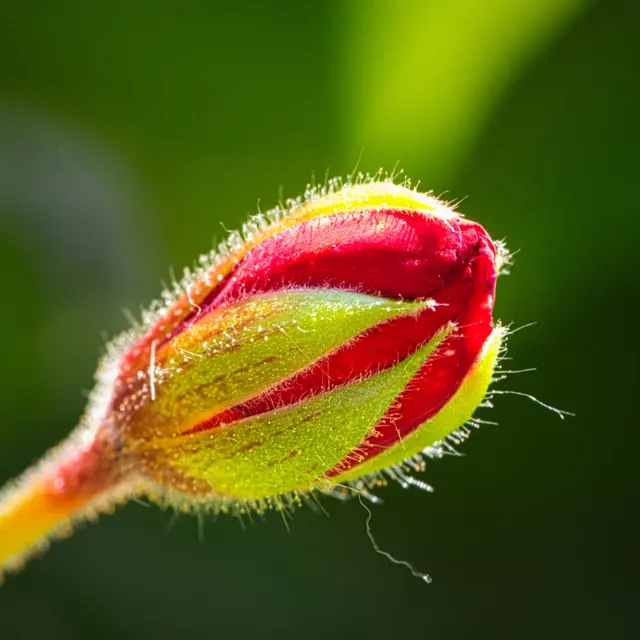     Nahaufnahme einer noch geschlossenen roten Blütenknospe. Grüne, fein behaarte Kelchblätter umschließen die Blüte. Das Gegenlicht betont die feinen Härchen und die kräftigen Farben. Der Hintergrund ist weich verschwommen und in verschiedenen Grüntönen gehalten, wodurch die Knospe deutlich hervorsticht.