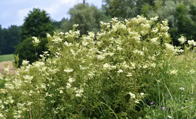 Mädesüß ist eine Heilpflanze, welche bereits zur Keltenzeit als Medizinalpflanze der Druiden galt, Blüten und Kraut werden heute noch als Arzneidrogen verwendet