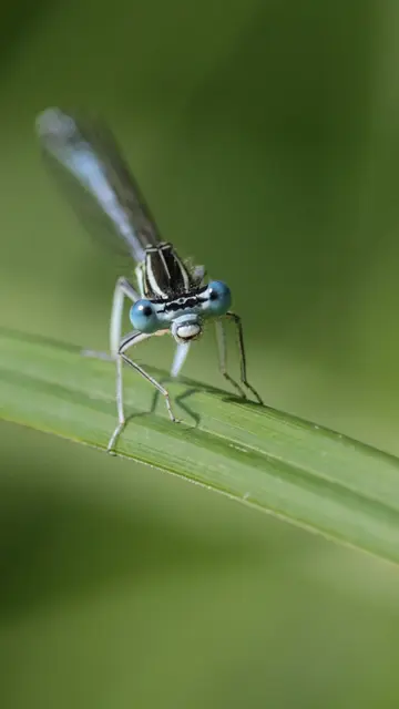 So nah kommt man nicht oft ran.
Die blaue Federlibelle ist direkt vor mir sitzen geblieben, es wirkt als würde sie in die Kamera schauen.
Manchmal braucht es viel Geduld und Aufwand, aber genau solche Augenblicke machen alles wieder wert. 💙
