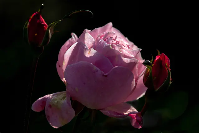 Rose, Regentropfen, Tautropfen, morgendliches Sonnenlicht