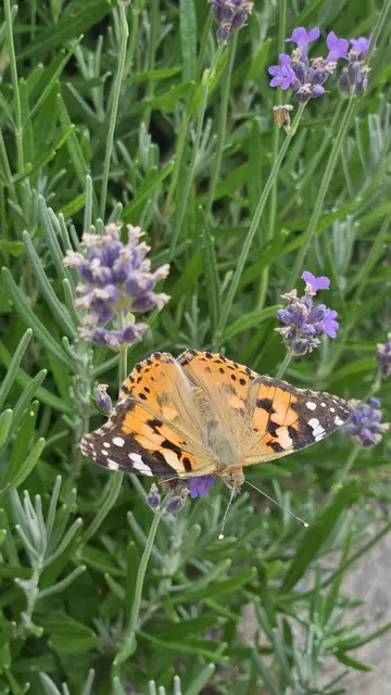 Unser Lavendelbeet ist heiß begehrt ... da schwirrt, surrt, summt und flattert es nur so, dass man gar nicht mit Schauen fertig wird:  unzählige Hummeln, Wildbienen aller Art, ... und dieser prächtige Distelfalter freuen sich an den Lavendelblüten, genau so wie wir. | Foto: Martina Piribauer