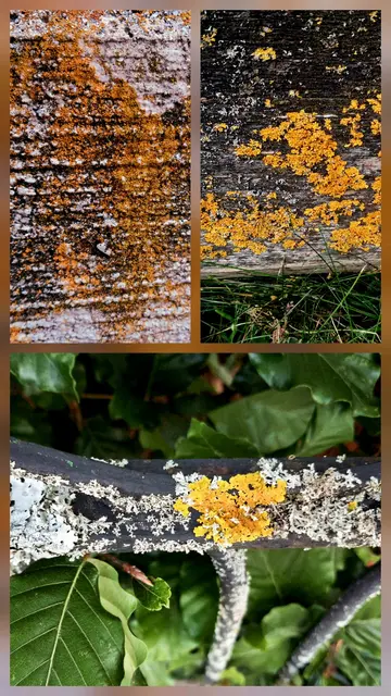 Gelbe und weiße Flechten auf Holz und Schmiedeeisen. Eine Collage aus drei Bildern