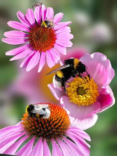 Foto: H.Bachinger