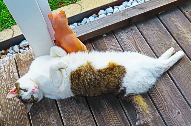 Urlaub, relaxen ist angesagt, auch für diese Katze.