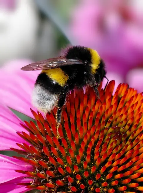 Foto: H.Bachinger