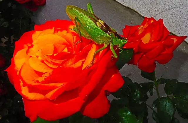 Dieser Grashüpfer bewundert die schöne Rosenblüte.