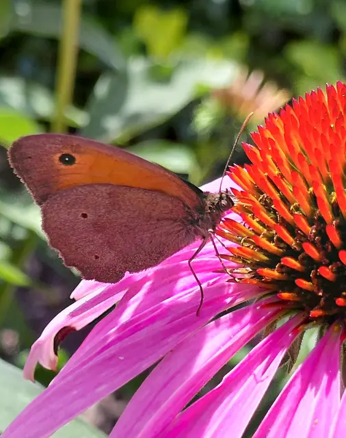 Foto: H.Bachinger