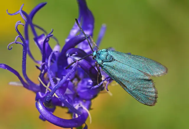 Aus der Makrowelt -- Ampfer Grünwidderchen 2,5cm, auf Teufelskralle