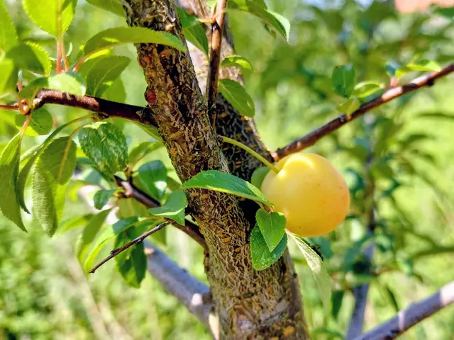 Foto: H.Bachinger